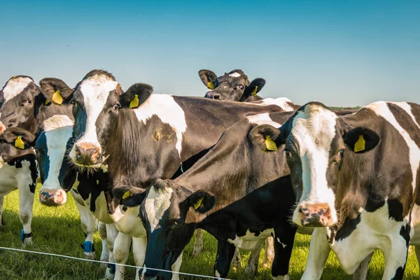 Nizozemská skupina krav na louce v Noordoostpolder Flevoland na jaře v Nizozemsku — Stock fotografie