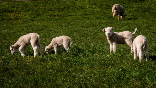 湖によるオランダの堤防上の子羊と羊IJsselmeer,春の景色,オランダ｜Noordoostpolder Flevoland — ストック写真