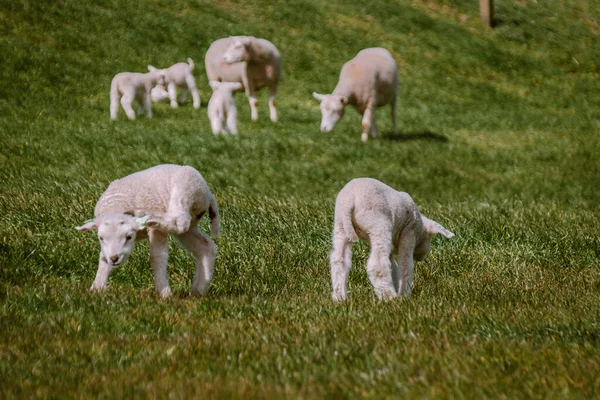 Cordeiros e ovelhas no dique holandês junto ao lago IJsselmeer, vistas da primavera, Países Baixos Noordoostpolder Flevoland — Fotografia de Stock