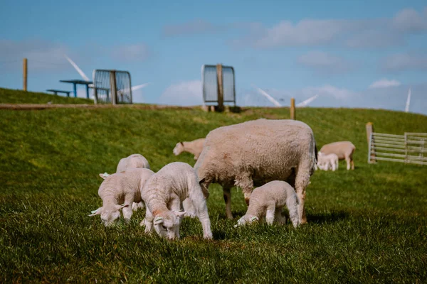 Cordeiros e ovelhas no dique holandês junto ao lago IJsselmeer, vistas da primavera, Países Baixos Noordoostpolder Flevoland — Fotografia de Stock