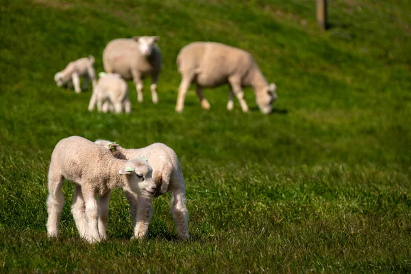 Lambs and Sheep on the dutch dike by the lake IJsselmeer, Spring views, Netherlands Noordoostpolder Flevoland — стоковое фото