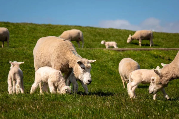 Ягнята і вівці на дамбі біля озера IJsselmeer, весняні краєвиди, Нідерланди Noordoostpolder Flevoland — стокове фото