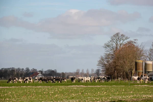 Holandské krávy na louce během jara v Holandsku u Noordoostpolder Flevoland, černobílé krávy v trávě — Stock fotografie