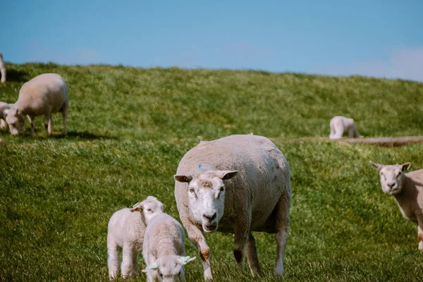 Corderos y ovejas en el dique holandés junto al lago IJsselmeer, Vistas de primavera, Países Bajos Noordoostpolder Flevoland —  Fotos de Stock