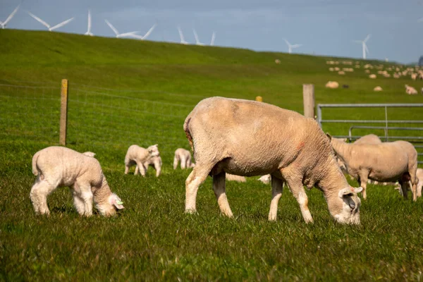 Corderos y ovejas en el dique holandés junto al lago IJsselmeer, Vistas de primavera, Países Bajos Noordoostpolder Flevoland —  Fotos de Stock