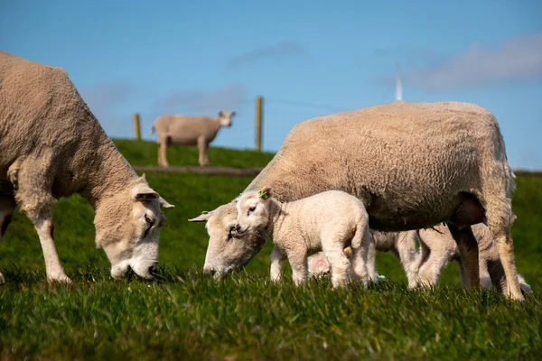 Lamm och får på holländska vallen vid sjön Ijsselmeer, Spring view, Nederländerna Noordoostpolder Flevoland — Stockfoto