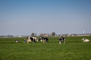 Hollanda 'daki Noordoostpolder Flevoland' da İlkbahar boyunca çayırdaki Hollanda inekleri, çimlerde siyah ve beyaz inekler