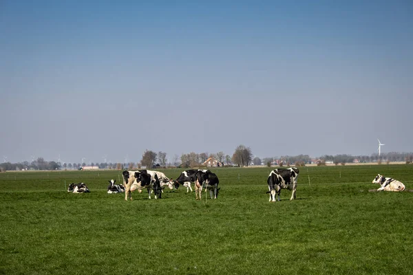 Holandské krávy na louce během jara v Holandsku u Noordoostpolder Flevoland, černobílé krávy v trávě — Stock fotografie