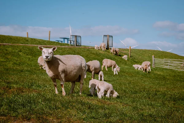 Corderos y ovejas en el dique holandés junto al lago IJsselmeer, Vistas de primavera, Países Bajos Noordoostpolder Flevoland —  Fotos de Stock