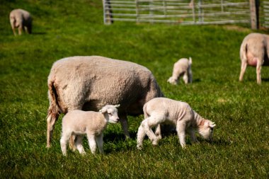 Hollanda Noordoostpolder Flevoland, Hollanda, IJsselmeer Gölü kıyısındaki hendekte kuzular ve koyunlar