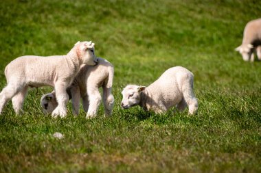 Hollanda Noordoostpolder Flevoland, Hollanda, IJsselmeer Gölü kıyısındaki hendekte kuzular ve koyunlar
