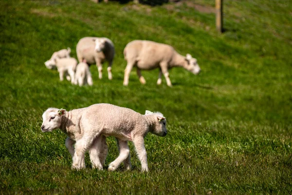 Cordeiros e ovelhas no dique holandês junto ao lago IJsselmeer, vistas da primavera, Países Baixos Noordoostpolder Flevoland — Fotografia de Stock