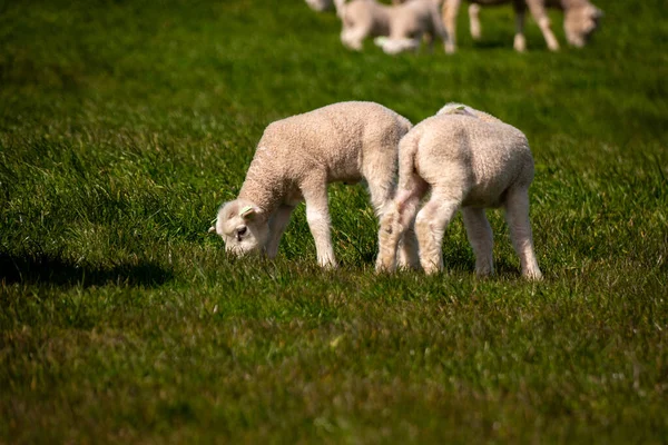 Corderos y ovejas en el dique holandés junto al lago IJsselmeer, Vistas de primavera, Países Bajos Noordoostpolder Flevoland —  Fotos de Stock