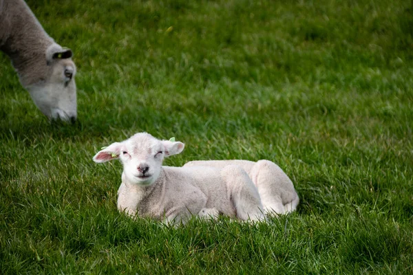 小羊和绵羊在耶斯梅尔湖边的大堤上，春天的景色，荷兰诺德卢斯托福兰德 — 图库照片