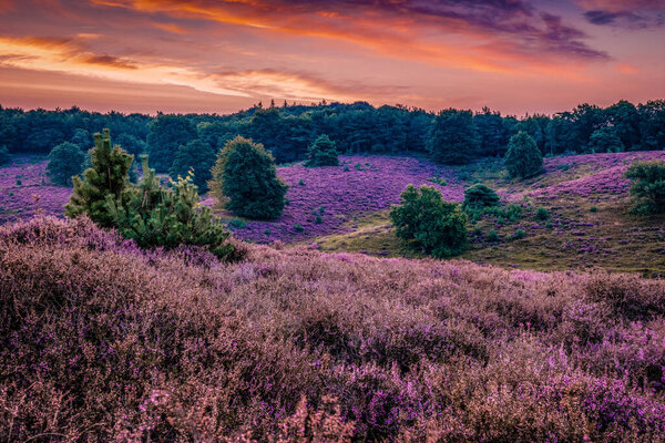 Posbank national park Veluwezoom, blooming Heather fields during Sunrise at the Veluwe in the Netherlands, purple hills of the Posbank