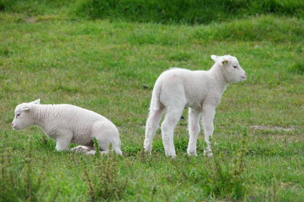 Lammeren en Schapen op de Nederlandse dijk bij het IJsselmeer, Voorjaarsuitzicht, Nederland Noordoostpolder Flevoland — Stockfoto