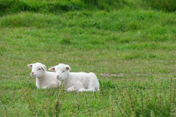 Corderos y ovejas en el dique holandés junto al lago IJsselmeer, Vistas de primavera, Países Bajos Noordoostpolder Flevoland — Foto de Stock