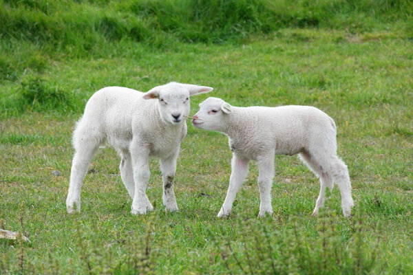 Lambs and Sheep on the dutch dike by the lake IJsselmeer,Spring views , Netherlands Noordoostpolder Flevoland
