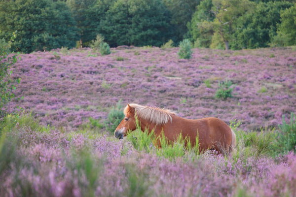 Posbank National Park Veluwezoom, blooming Heather fields during Sunrise at the Veluwe in the Netherlands, purple hills of the Posbank
