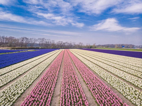 Drone vista aérea sobre las flores de primavera en los Países Bajos, Hyacint flores de colores en los Países Bajos — Foto de Stock