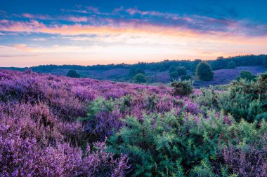 Posbank milli parkı Veluwezoom, Hollanda 'daki Veluwe' de gün doğumunda çiçek açan Heather arazileri, Posbank 'in mor tepeleri.