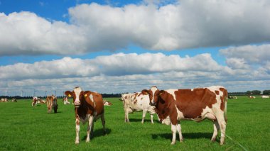 Hollanda 'daki Noordoostpolder Flevoland' da İlkbahar boyunca çayırdaki Hollanda inekleri, çimlerde siyah ve beyaz inekler