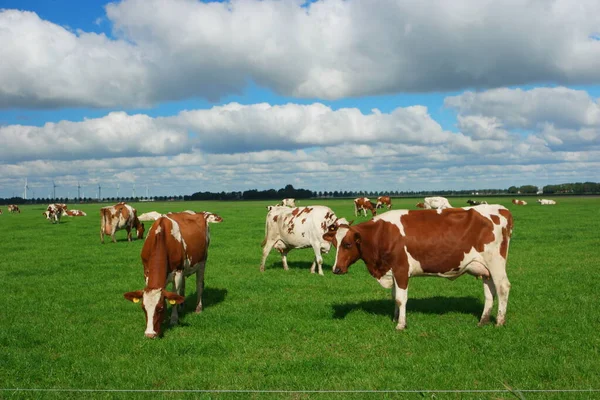 Nederlandse koeien in de wei in het voorjaar in Nederland bij Noordoostpolder Flevoland, zwart-wit koeien in het gras — Stockfoto