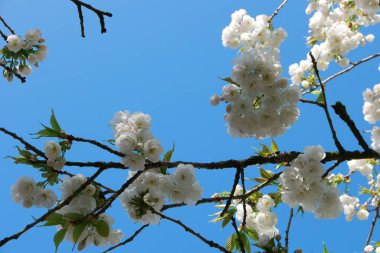 Hollanda 'da çiçek açan kiraz çiçekleri, Hollanda' da bahar renkli Paskalya çiçekleri ile