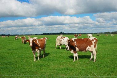 Hollanda 'daki Noordoostpolder Flevoland' da İlkbahar boyunca çayırdaki Hollanda inekleri, çimlerde siyah ve beyaz inekler