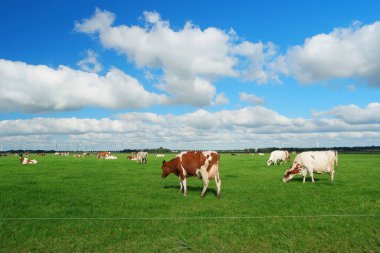 Hollanda 'daki Noordoostpolder Flevoland' da İlkbahar boyunca çayırdaki Hollanda inekleri, çimlerde siyah ve beyaz inekler