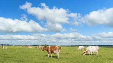 Hollanda 'daki Noordoostpolder Flevoland' da İlkbahar boyunca çayırdaki Hollanda inekleri, çimlerde siyah ve beyaz inekler