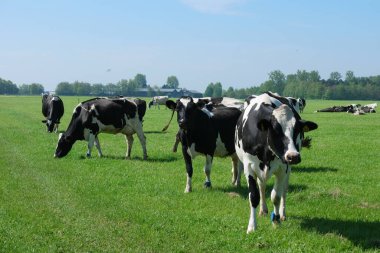 Hollanda 'daki Noordoostpolder Flevoland' da İlkbahar boyunca çayırdaki Hollanda inekleri, çimlerde siyah ve beyaz inekler