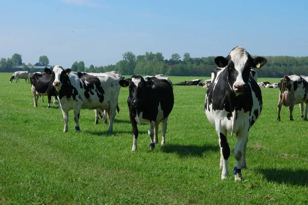 Holandské krávy na louce během jara v Holandsku u Noordoostpolder Flevoland, černobílé krávy v trávě — Stock fotografie