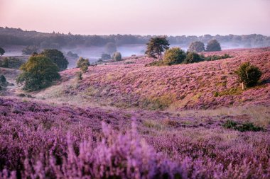 Posbank milli parkı Veluwezoom, Hollanda 'daki Veluwe' de gün doğumunda çiçek açan Heather arazileri, Posbank 'in mor tepeleri.