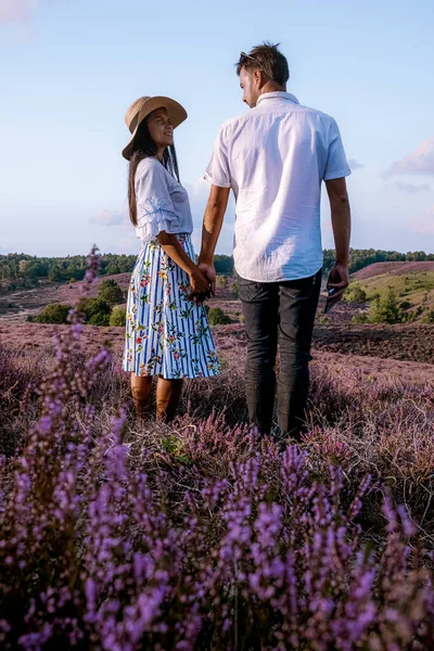 在草地上散步的一对夫妇，波士班克国家公园Veluwezoom，在荷兰Veluwe的日出时分绽放的希瑟田野，波士班克的紫色山丘 — 图库照片