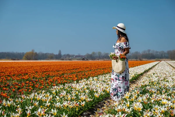 Ampul bölgesinde daha alçak kaplamalı çayır. Çiçek tarlasında poz veren bir kadın çiçek açan Hollanda 'da — Stok fotoğraf