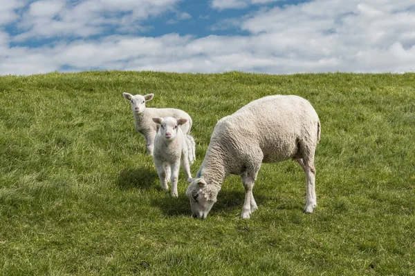 Lambs and Sheep on the dutch dike by the lake IJsselmeer, Spring views, Netherlands Noordoostpolder Flevoland — стоковое фото