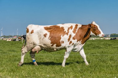 Hollanda 'daki Noordoostpolder Flevoland' da İlkbahar boyunca çayırdaki Hollanda inekleri, çimlerde siyah ve beyaz inekler