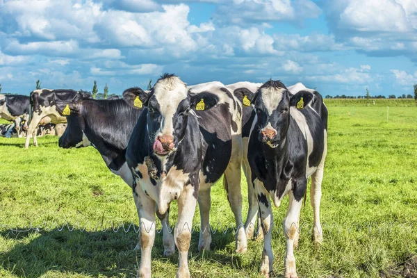 Holandské krávy na louce během jara v Holandsku u Noordoostpolder Flevoland, černobílé krávy v trávě — Stock fotografie