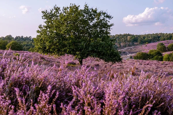 Posbank national park Veluwezoom, blooming Heather fields during Sunrise at the Veluwe in the Netherlands, purple hills of the Posbank — Stock Photo, Image