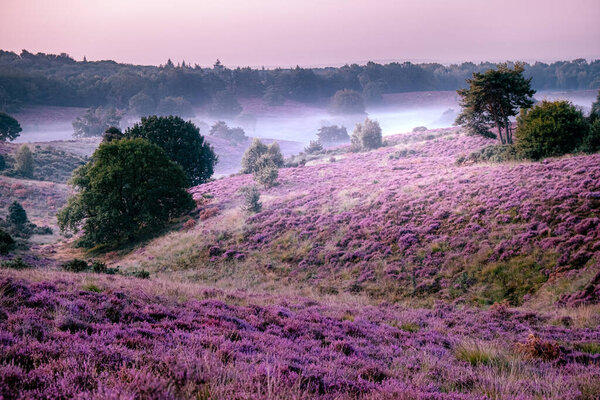 Posbank national park Veluwezoom, blooming Heather fields during Sunrise at the Veluwe in the Netherlands, purple hills of the Posbank