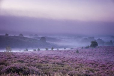 Posbank milli parkı Veluwezoom, Hollanda 'daki Veluwe' de gün doğumunda çiçek açan Heather arazileri, Posbank 'in mor tepeleri.