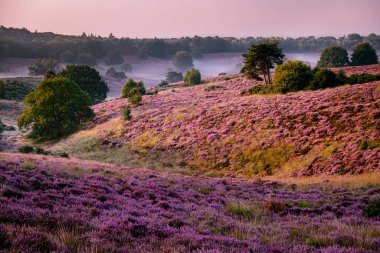 Posbank milli parkı Veluwezoom, Hollanda 'daki Veluwe' de gün doğumunda çiçek açan Heather arazileri, Posbank 'in mor tepeleri.