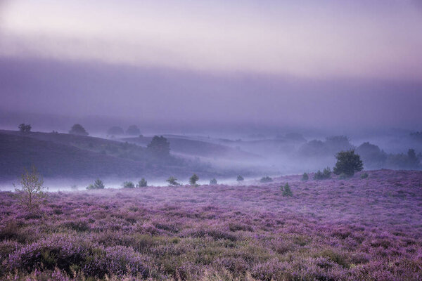 Posbank National Park Veluwezoom, blooming Heather fields during Sunrise at the Veluwe in the Netherlands, purple hills of the Posbank
