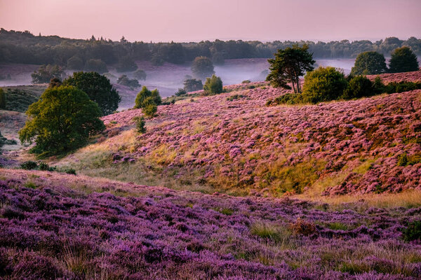 Posbank National Park Veluwezoom, blooming Heather fields during Sunrise at the Veluwe in the Netherlands, purple hills of the Posbank
