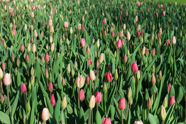 Młody różowy tulipany, niski wygląd podczas, Wiosna w Holandii z kolorowymi kwiatami wielkanocnymi w jasny wiosenny dzień w Holandii — Zdjęcie stockowe