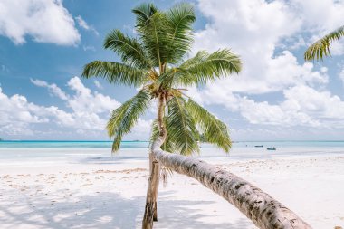 Cote dOr Beach Praslin Seyşeller, tatilde sahilde yürüyen orta yaşlı genç kadın Secyhelles tropikal adası, Praslin tatilinde plajda beyaz kız