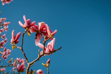 Doğada çiçek açan bir çiçek ağacı Hollanda 'da parlak bir bahar gününde, pembe kiraz çiçeği ağacı