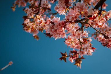Doğada çiçek açan bir çiçek ağacı Hollanda 'da parlak bir bahar gününde, pembe kiraz çiçeği ağacı