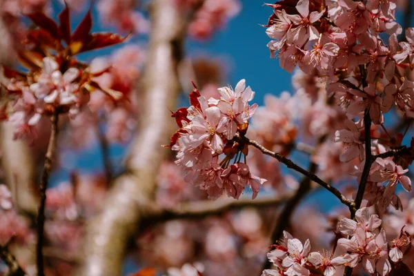 Blossom tree with blooming flowers in nature on a bright Spring Day in the Netherlands, pink cherry blossom flower tree